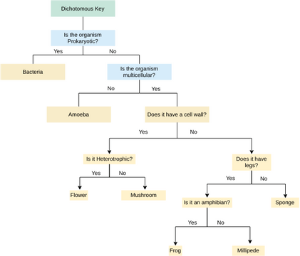 Dichotomous Key Template | Visual Paradigm User-Contributed Diagrams ...